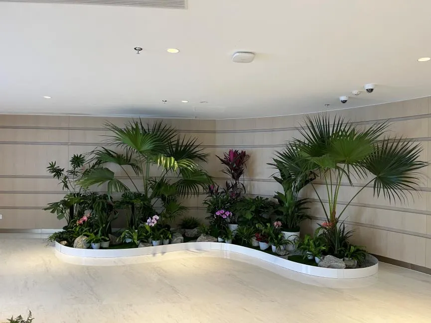 揭秘宁波北仑植物租赁方案，焕新空间魅力