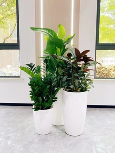 探寻宁波海曙盆景租赁秘诀，让绿植点亮生活空间