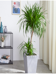 热词揭秘！海曙花卉租赁的秘密你知道吗？