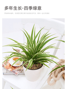 宁波绿植租摆哪家好