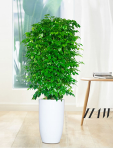 探秘宁波镇海绿化修剪哪家妙，别错过这篇！