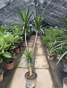 寻找花木出租？镇海这里有，给您意想不到的惊喜