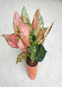 超棒服务的宁波杭州湾绿植出租快来瞧！