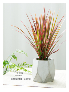 海曙绿植租摆，优质服务开启绿色生活