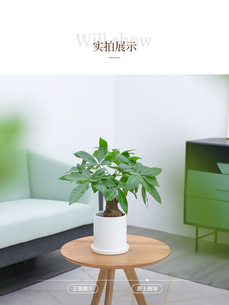 寻找宁波绿植出租优质商家？看这里，好选择别错过！