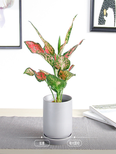 知晓慈溪花卉出租价格，开启省钱之道！