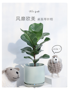 宁波余姚花木出租服务好