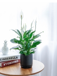 解锁江北盆景出租方案，装点你的世界！