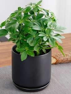 奉化盆景出租价格