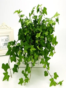 揭秘宁波北仑绿植出租，优质服务备受青睐！