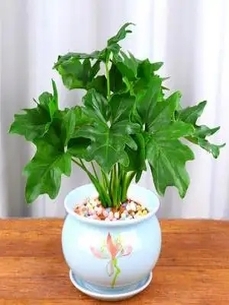 热寻宁波前湾盆景租赁公司，专业服务等您来享