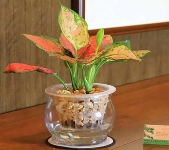 奉化盆景租赁超专业，营造专属氛围必备！