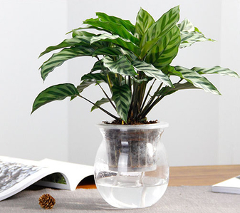 宁波前湾绿植出租价格全解析，别错过！