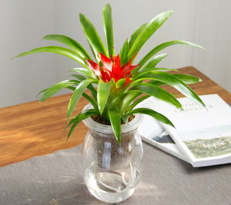 花卉出租哪家强？宁波鄞州服务王！