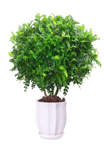 宁波余姚植物租赁哪家优？看详细对比分析！