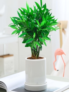 杭州湾盆景租赁哪家强？看这几家脱颖而出！