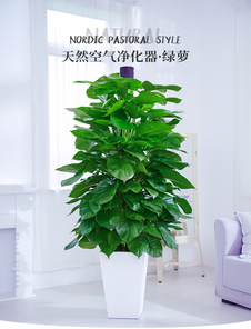 慈溪花卉出租价格究竟如何，速来围观！