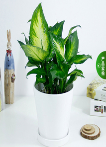 探寻宁波余姚植物租赁，这家服务堪称一绝！