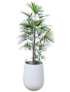 体验宁波北仑植物租赁，优质服务惊艳您双眼！亡