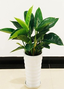 海曙绿植出租设计，给生活增添一抹绿韵