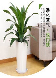 北仑盆景租赁价格究竟多少？真相在这里！