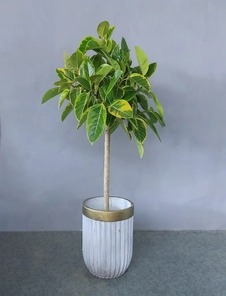 花卉租摆哪家强？杭州湾花卉租摆公司响当当