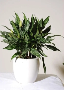 海曙花木租摆设计